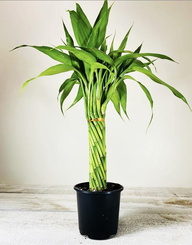 Lucky Bamboo, Assorted - View 5 from www redcrocus com