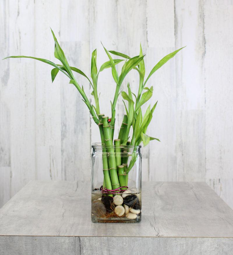 Lucky Bamboo, Assorted - View 6 from www redcrocus com