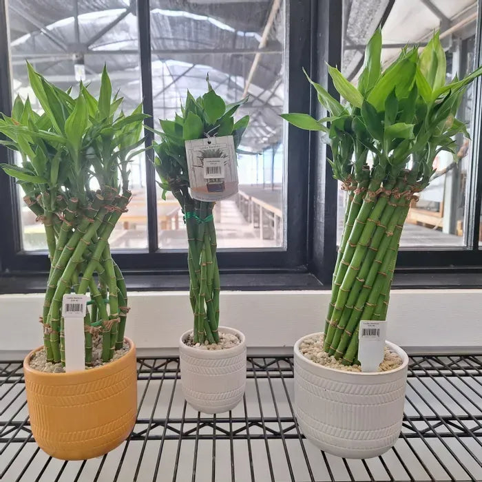 Lucky Bamboo, Assorted - View 7 from www redcrocus com