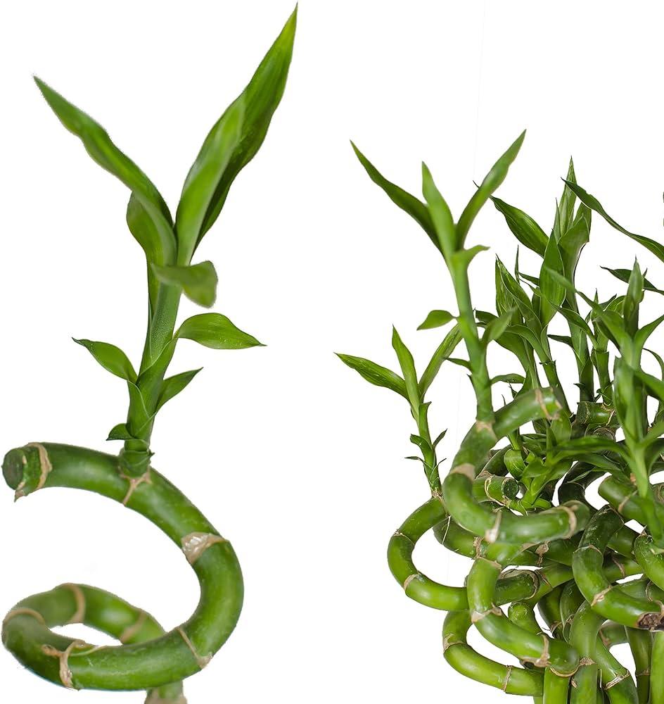 Lucky Bamboo, Assorted - View 9 from www redcrocus com