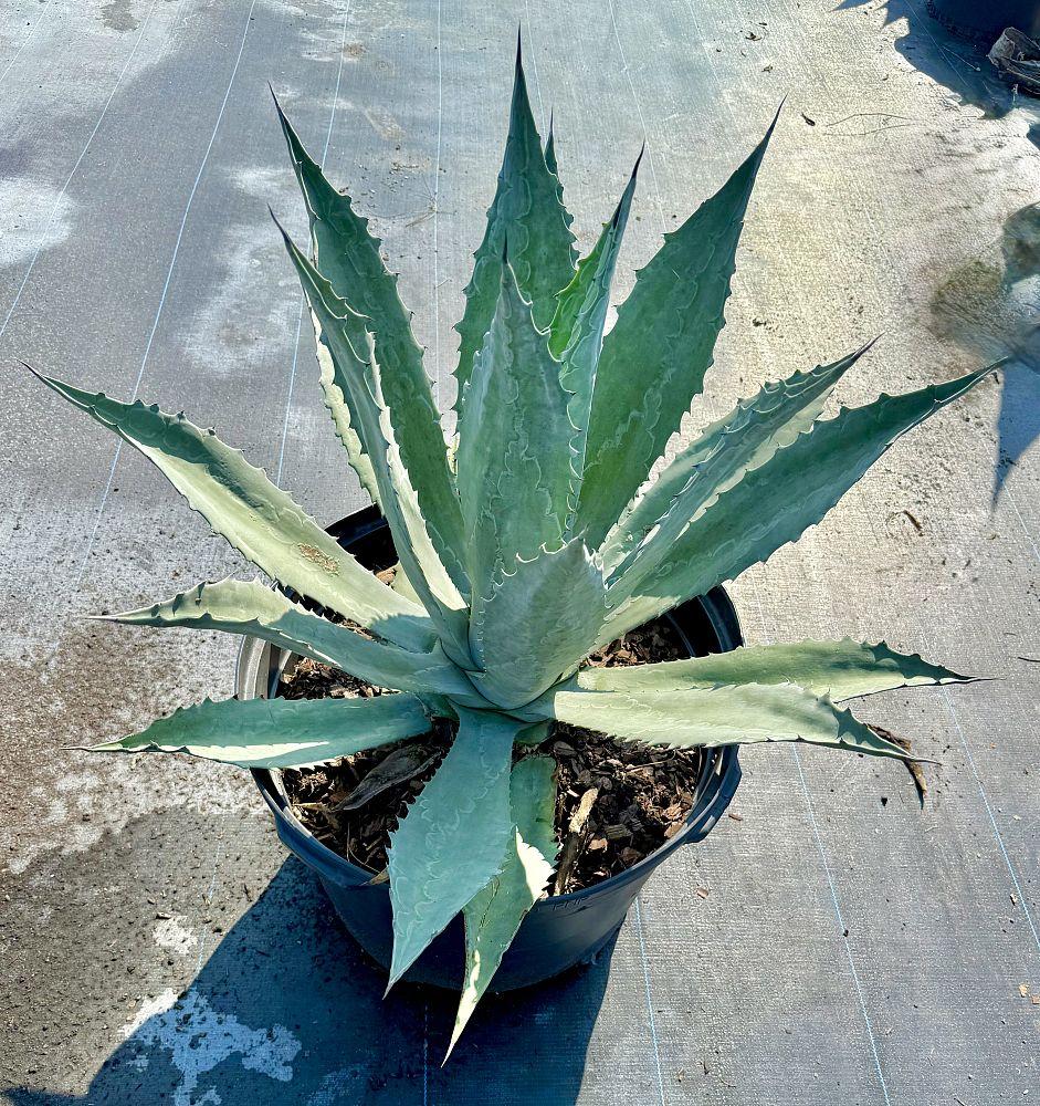 Podocarpus Macrophyllus, Assorted - View 12 from www redcrocus com
