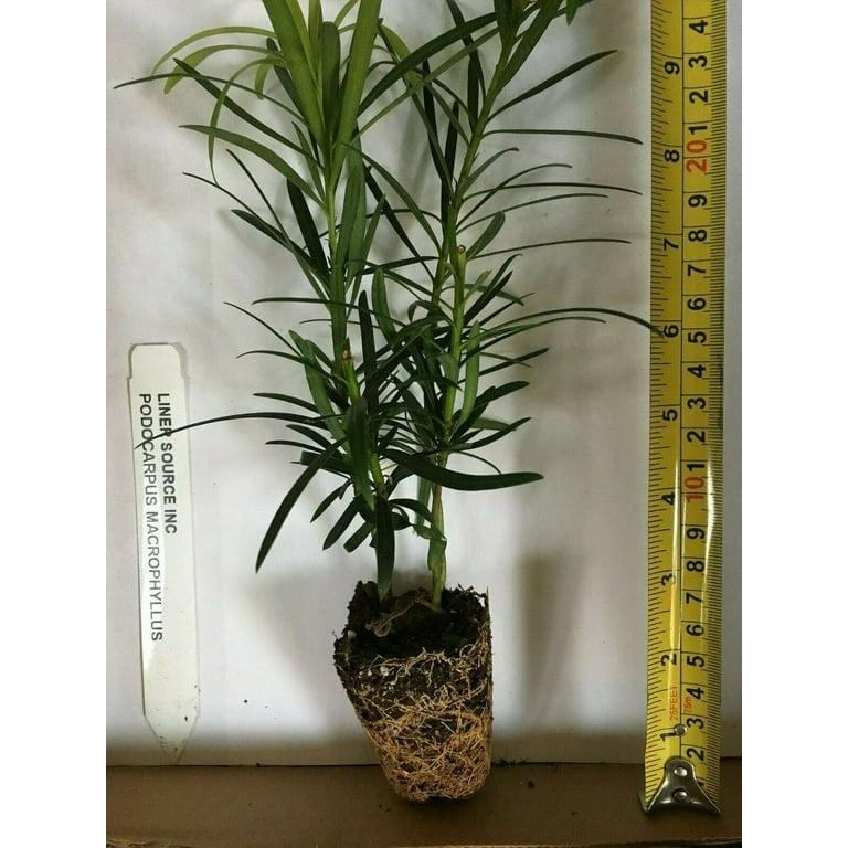 Podocarpus Macrophyllus, Assorted - View 13 from www redcrocus com