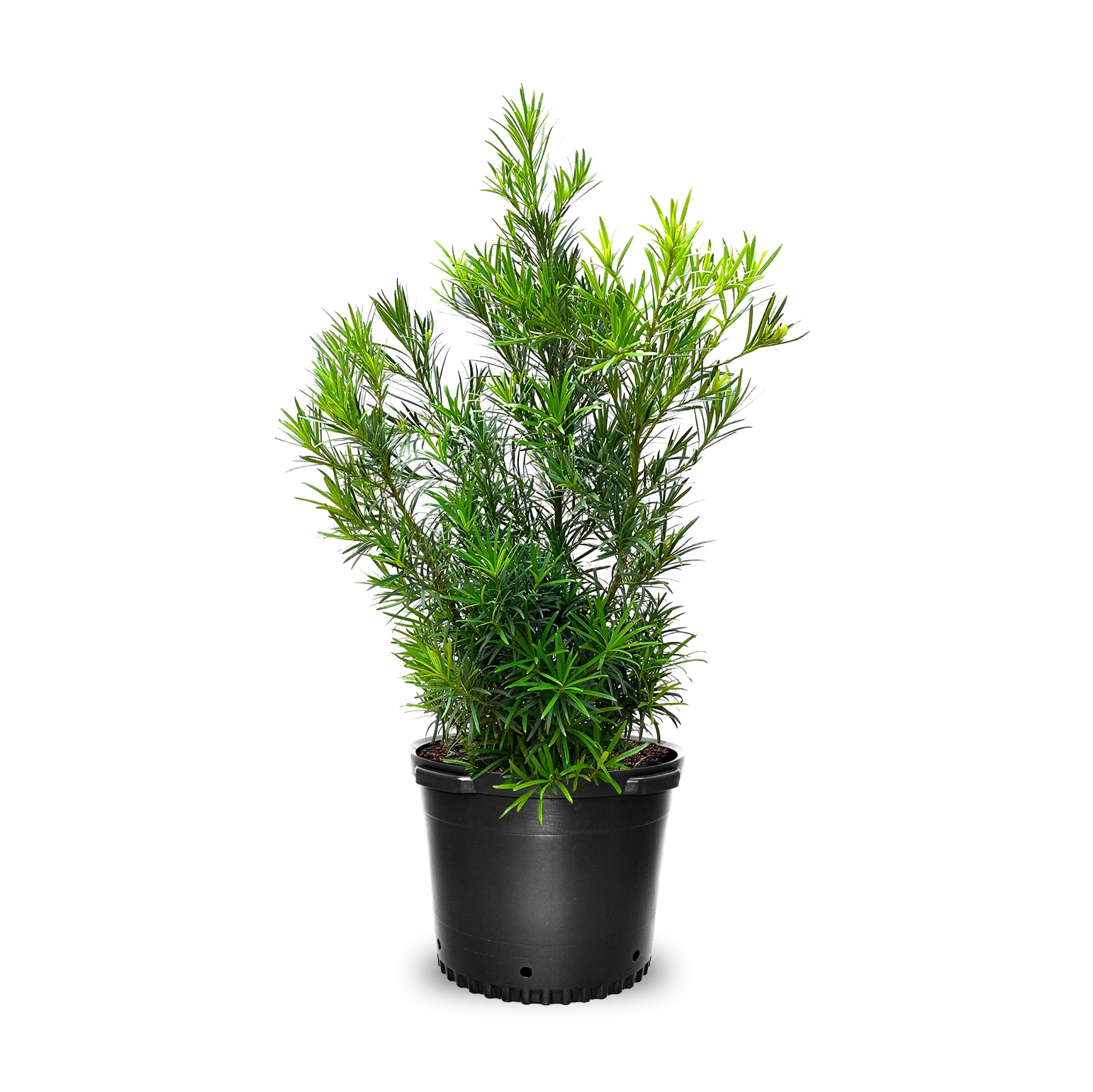 Podocarpus Macrophyllus, Assorted - View 14 from www redcrocus com