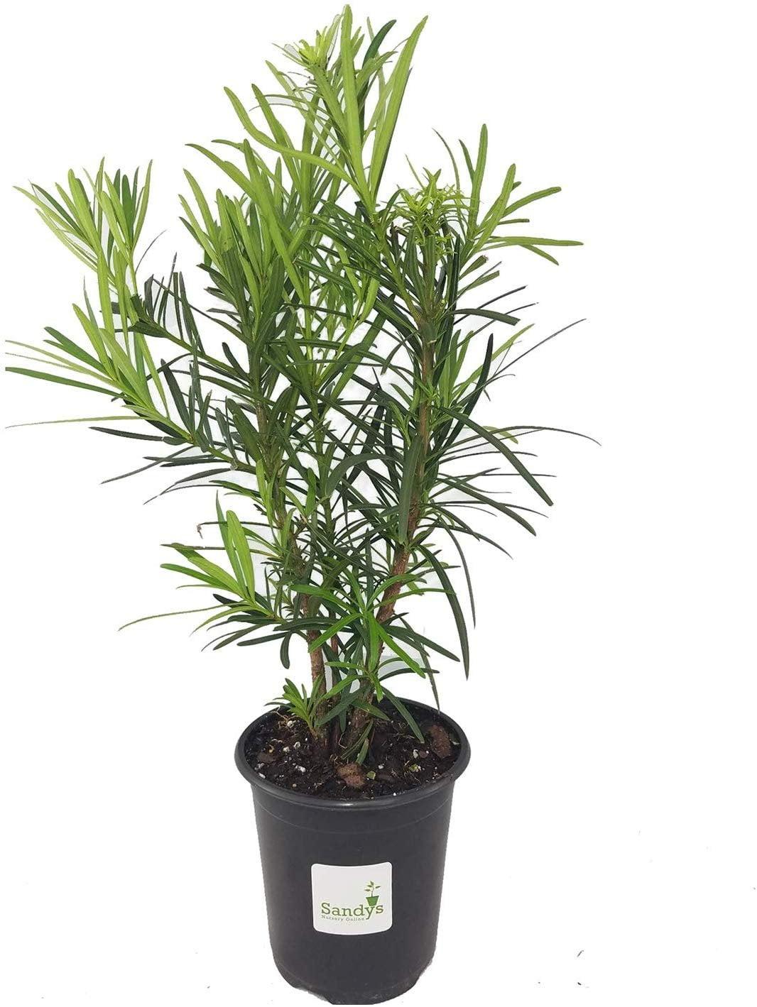Podocarpus Macrophyllus, Assorted - View 15 from www redcrocus com