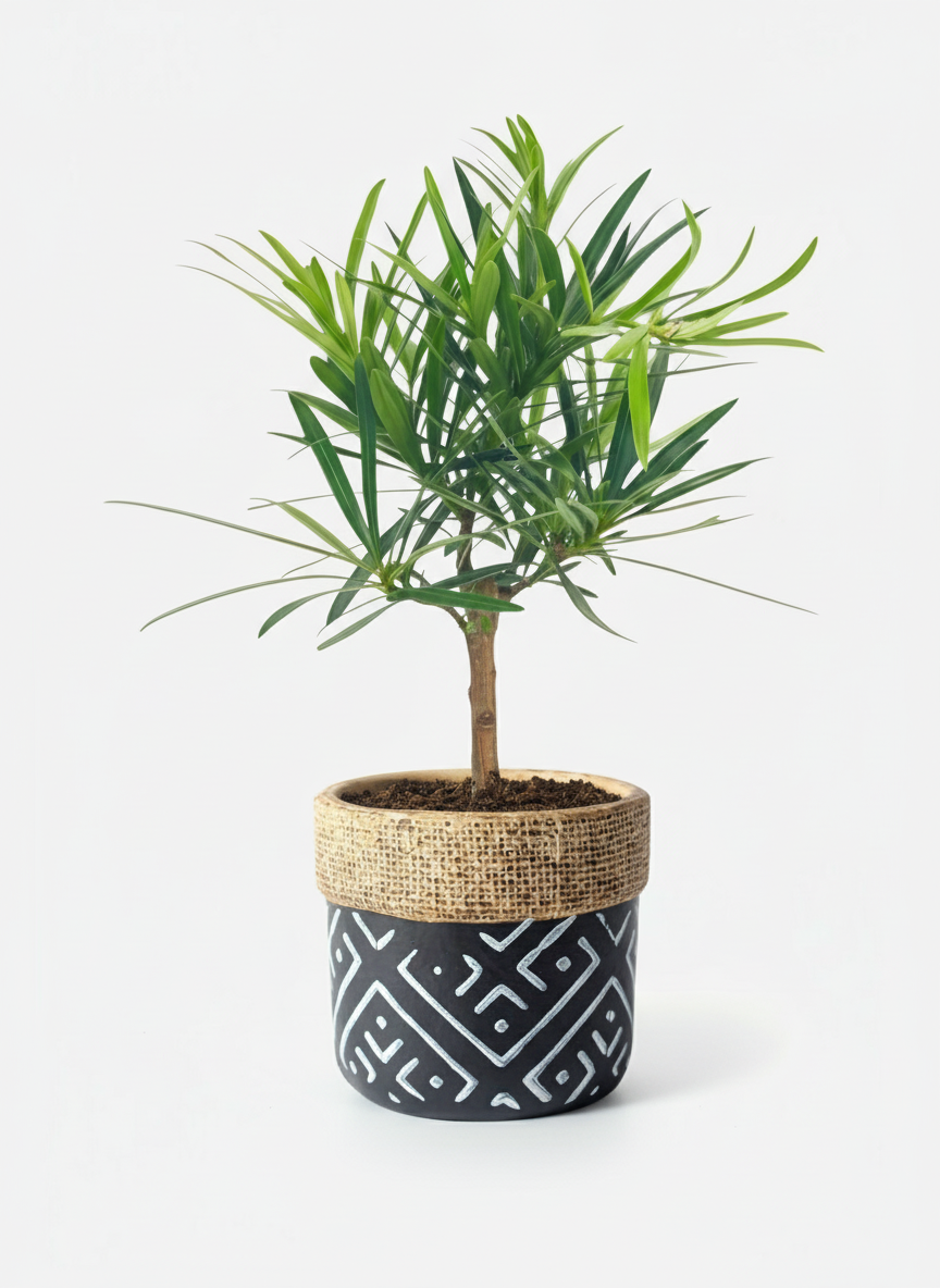 Podocarpus Macrophyllus, Assorted - View 16 from www redcrocus com