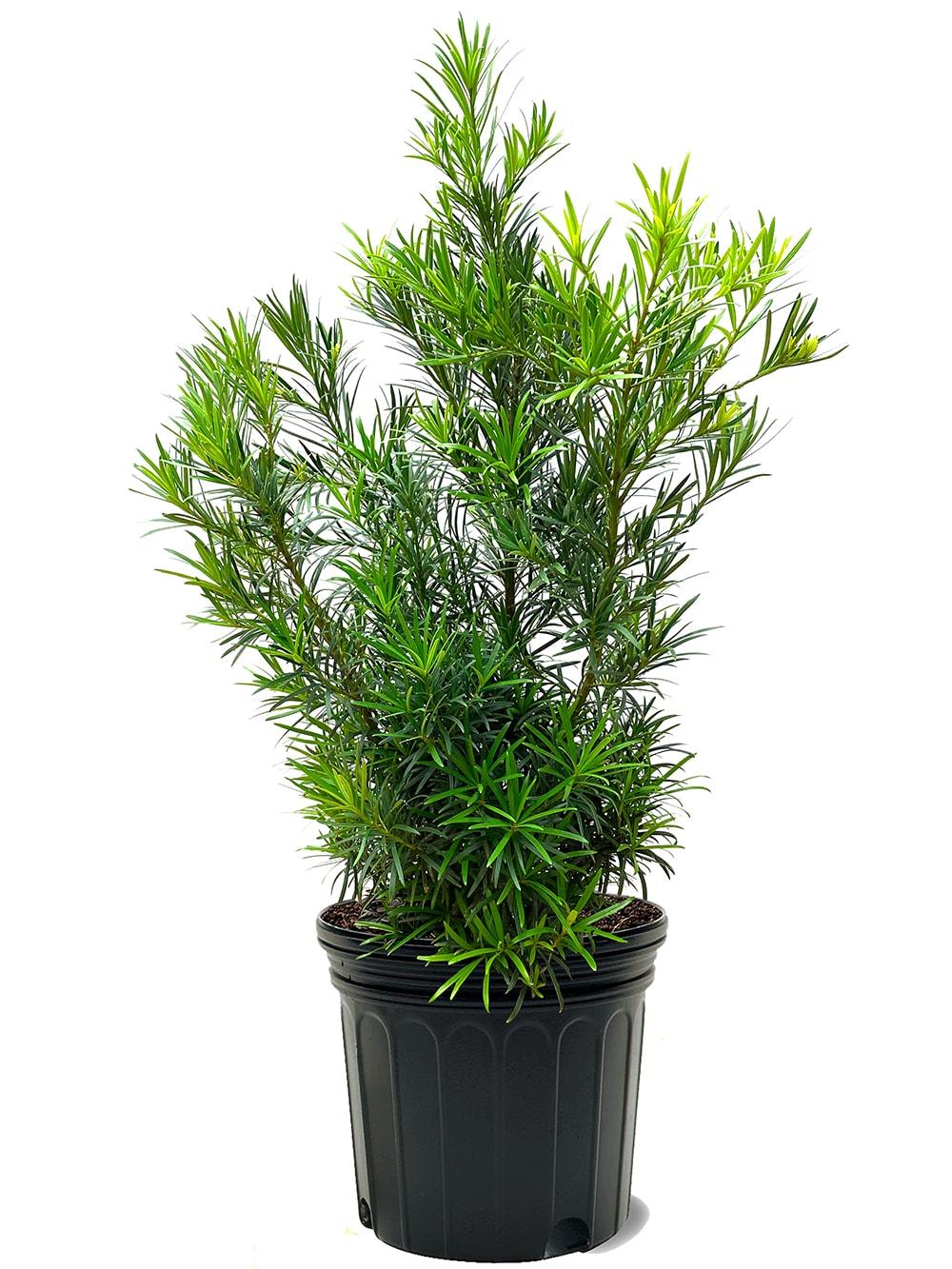Podocarpus Macrophyllus, Assorted - View 18 from www redcrocus com