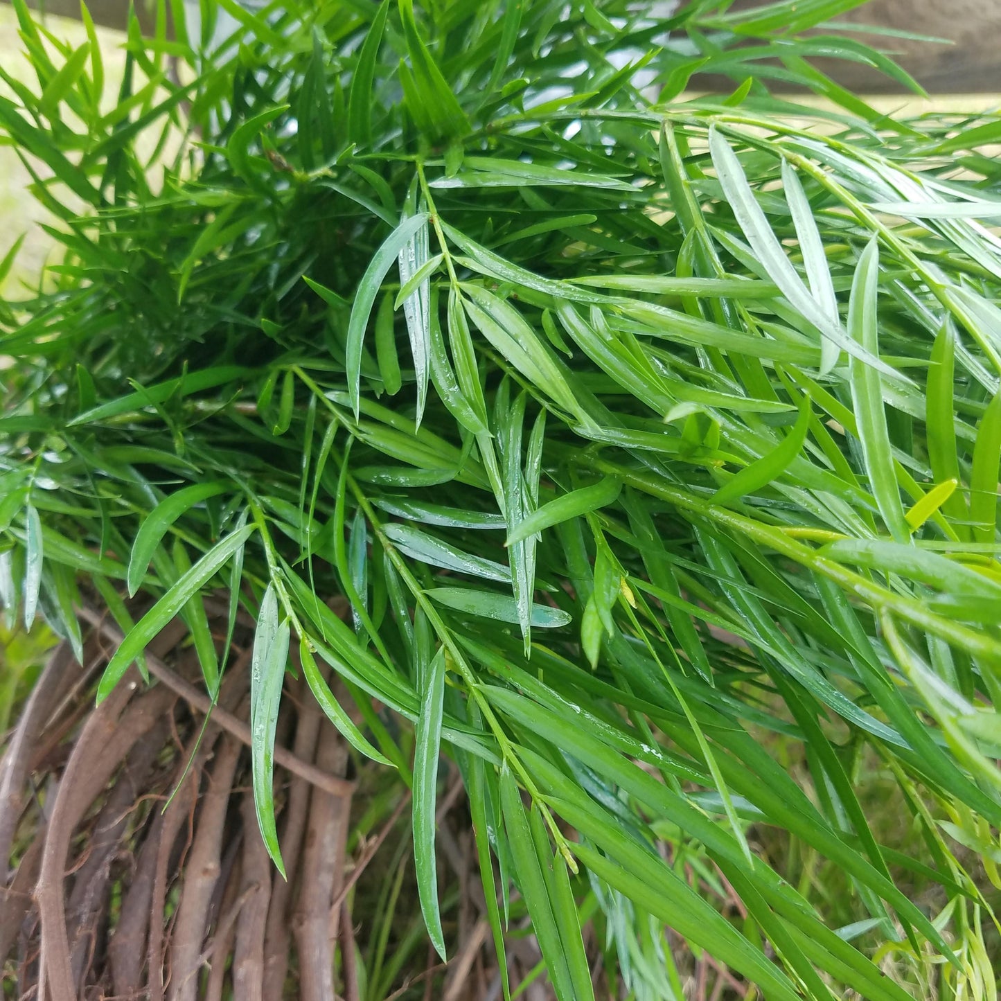 Podocarpus Macrophyllus, Assorted - View 19 from www redcrocus com