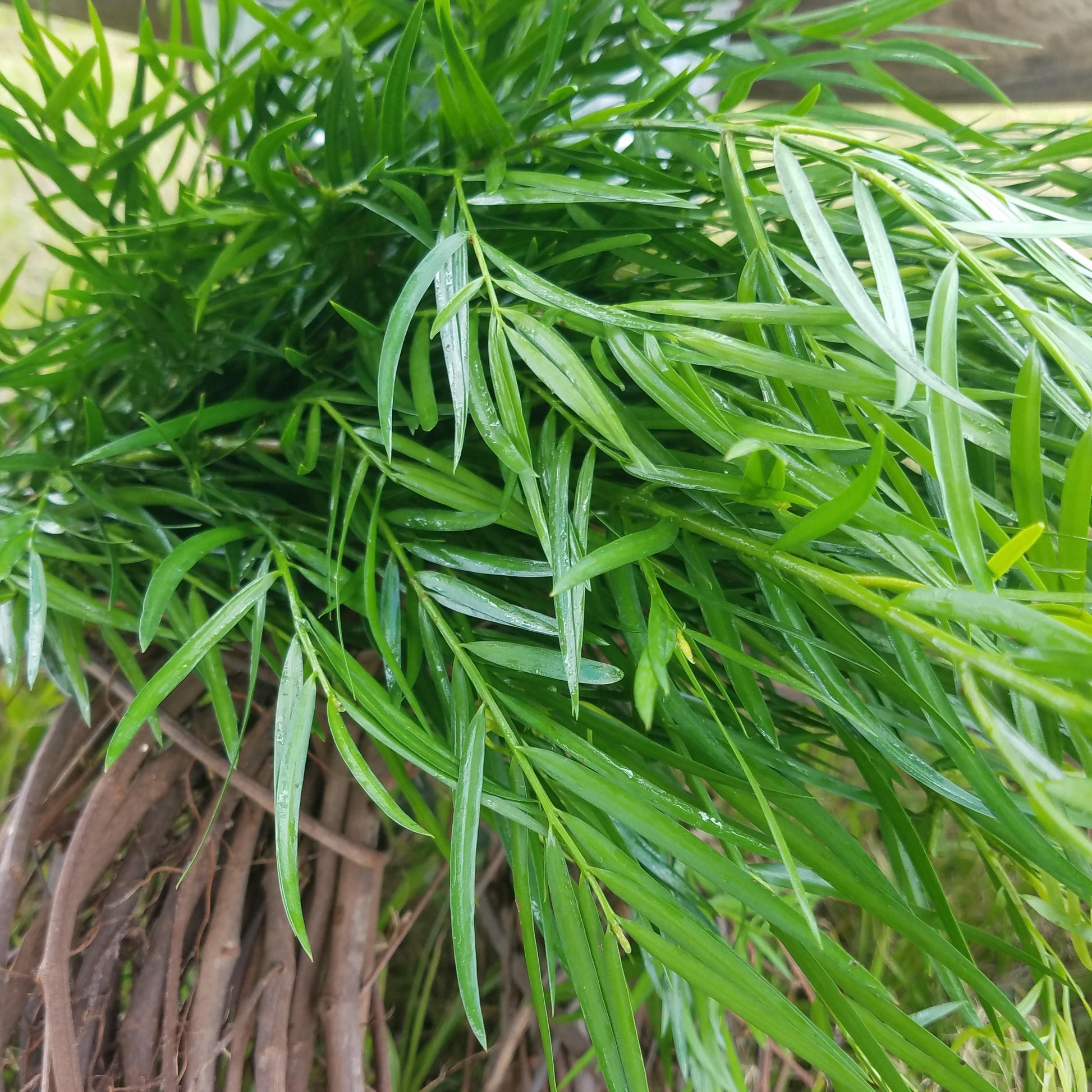 Podocarpus Macrophyllus, Assorted - View 19 from www redcrocus com