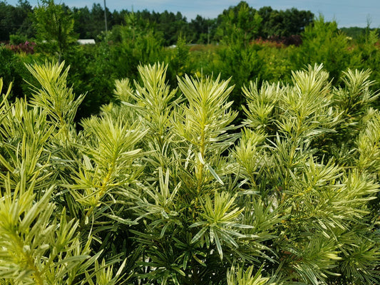 Podocarpus Macrophyllus, Assorted - View 1 from www redcrocus com