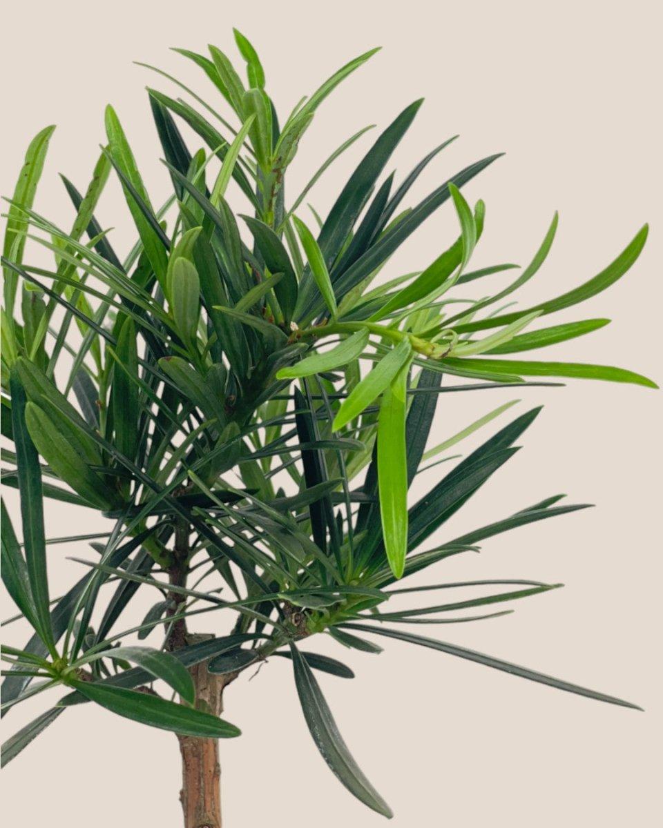 Podocarpus Macrophyllus, Assorted - View 21 from www redcrocus com