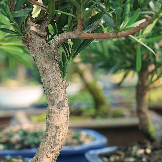 Podocarpus Macrophyllus, Assorted - View 25 from www redcrocus com