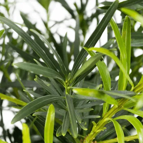 Podocarpus Macrophyllus, Assorted - View 26 from www redcrocus com