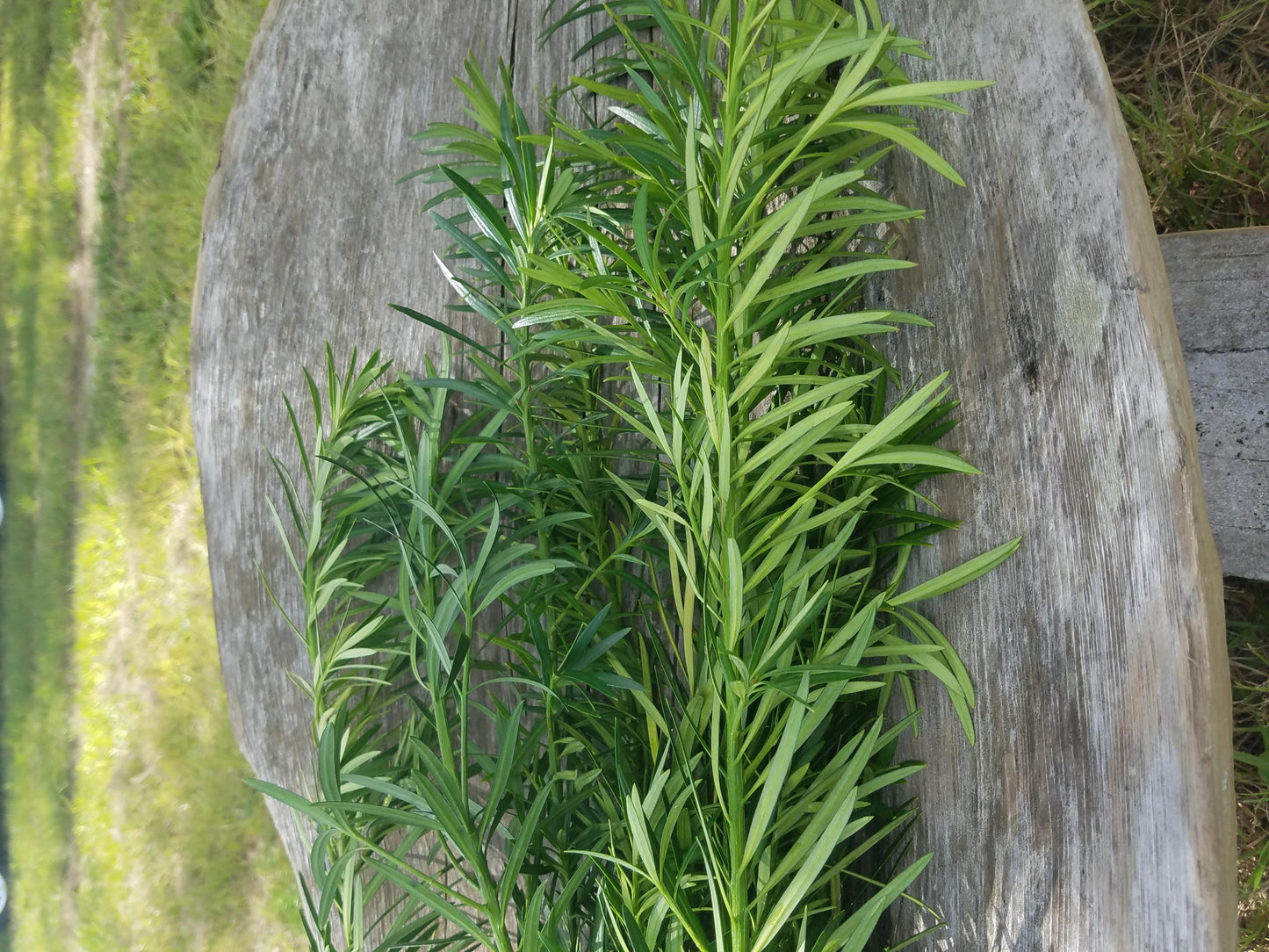 Podocarpus Macrophyllus, Assorted - View 2 from www redcrocus com