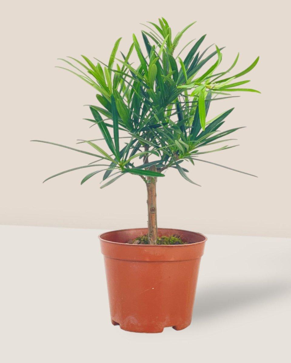 Podocarpus Macrophyllus, Assorted - View 3 from www redcrocus com
