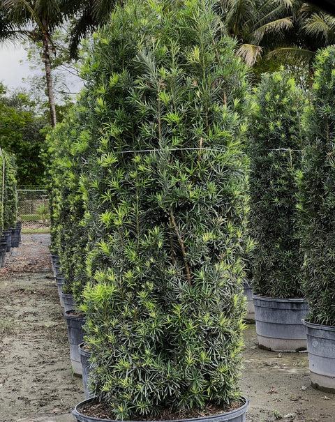 Podocarpus Macrophyllus, Assorted - View 4 from www redcrocus com