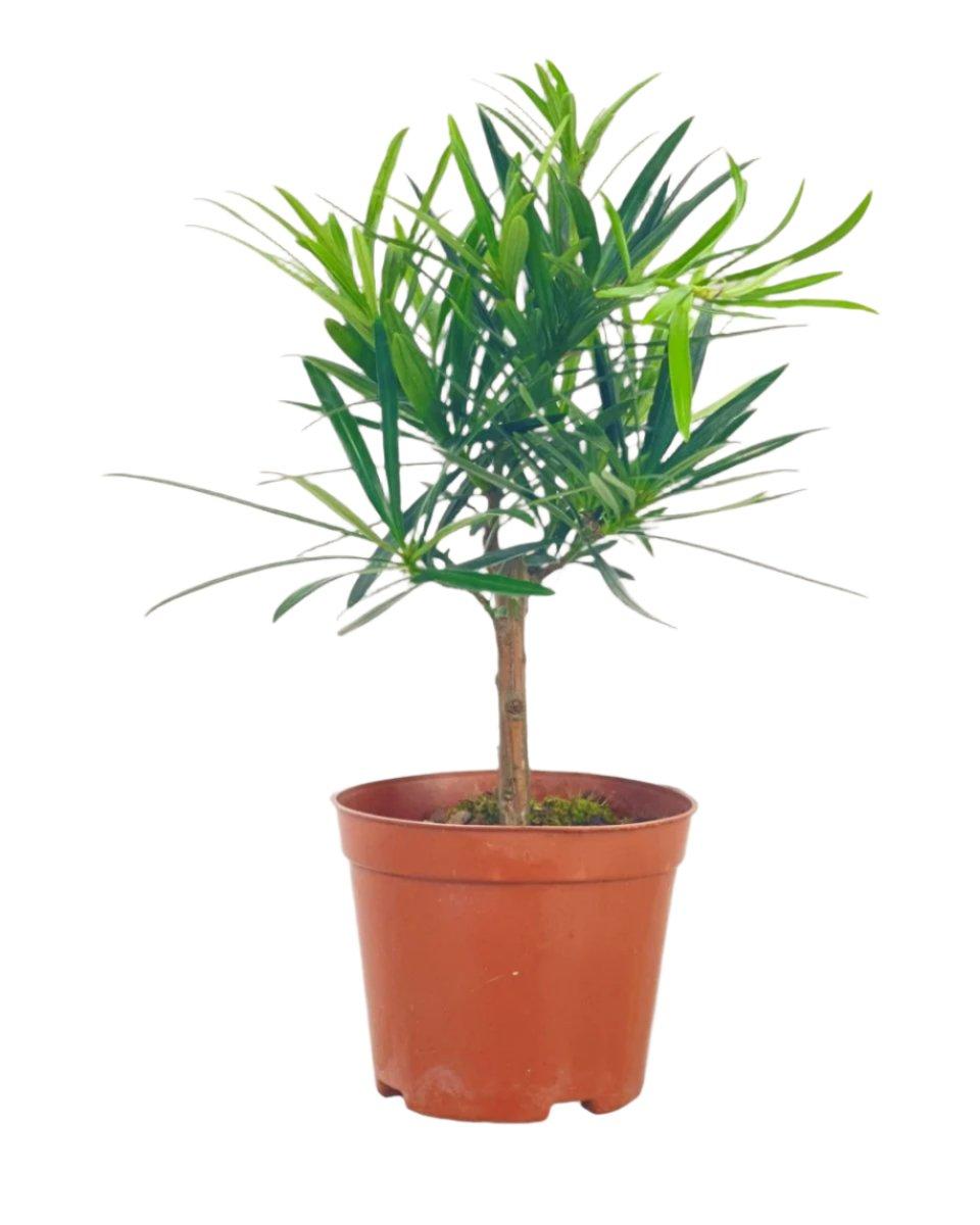 Podocarpus Macrophyllus, Assorted - View 6 from www redcrocus com