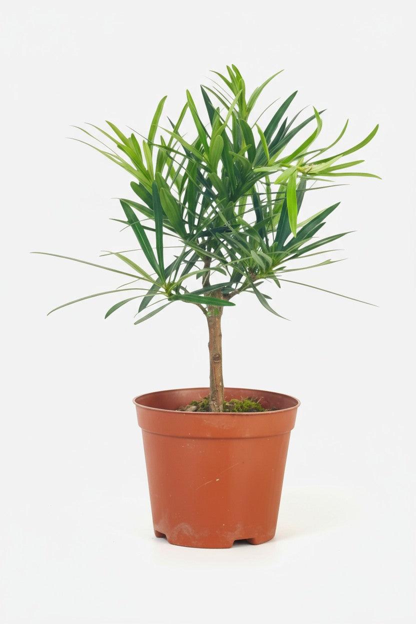 Podocarpus Macrophyllus, Assorted - View 8 from www redcrocus com