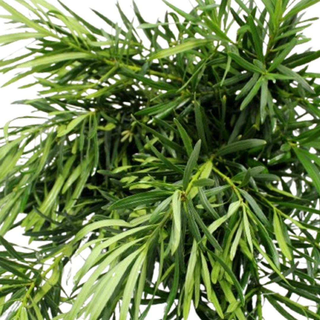 Podocarpus Macrophyllus, Assorted - View 9 from www redcrocus com
