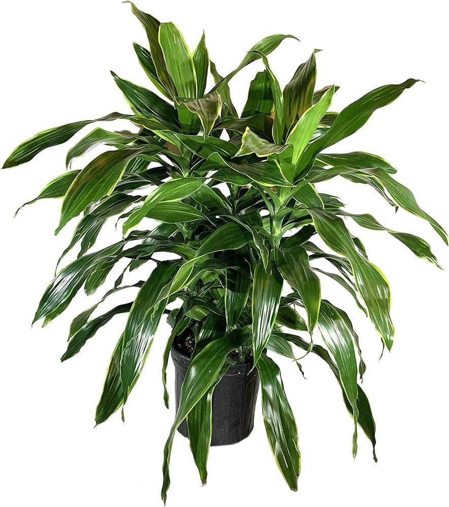 Dracaena Deremensis 'art' Bush - View 11 from www redcrocus com