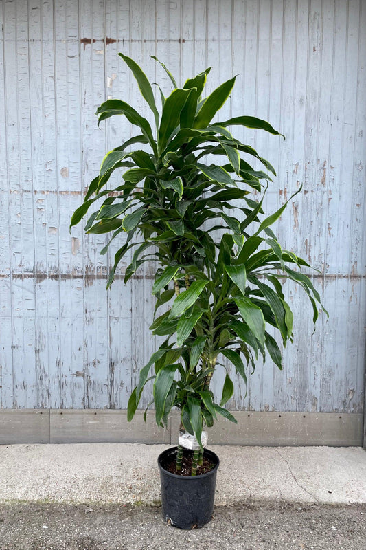 Dracaena Deremensis 27art 27 Bush 11 F57a0b36 0fab 4faf 8277 10595118aa5f from www redcrocus com