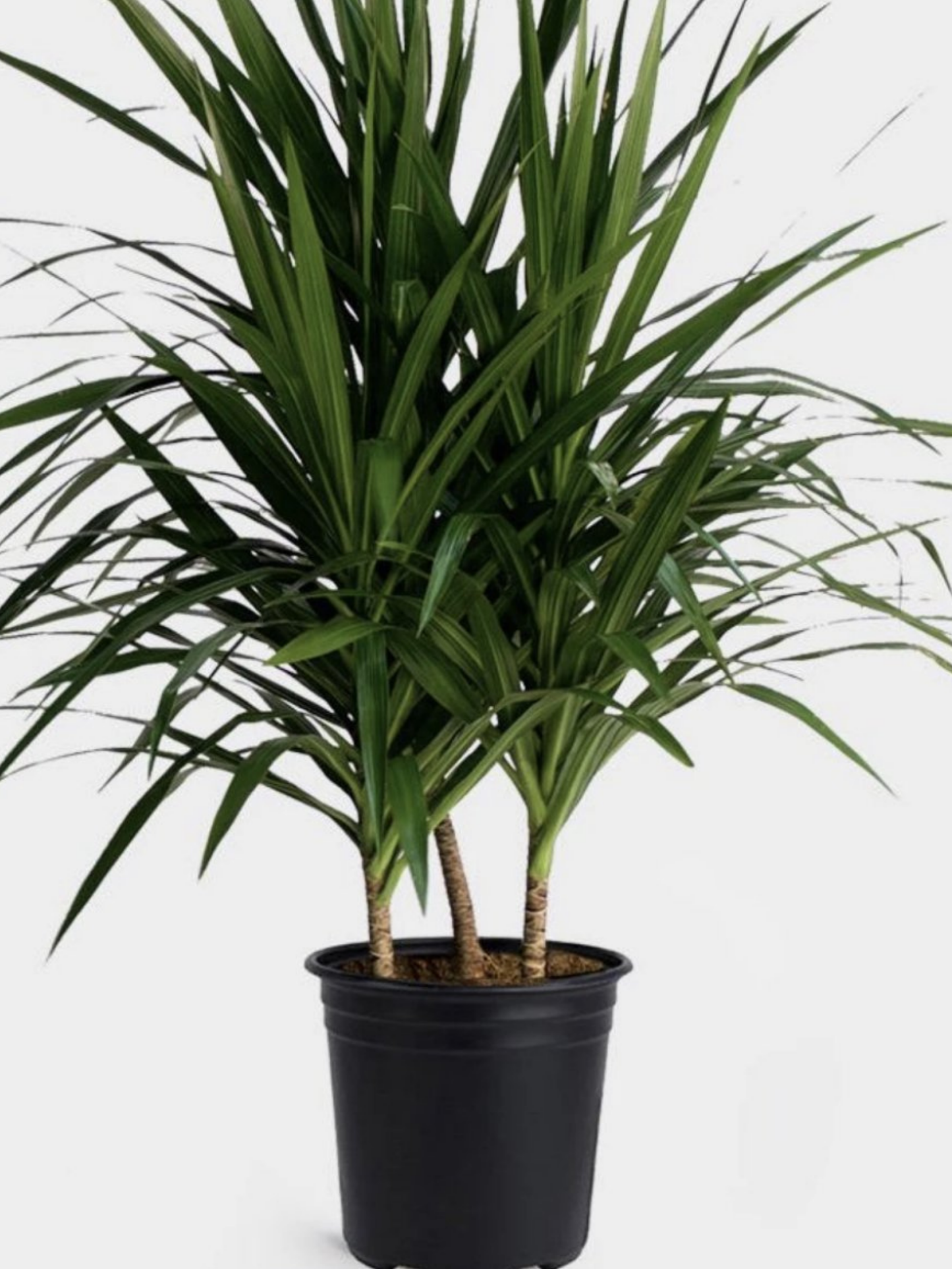 Dracaena Deremensis 'art' Bush - View 18 from www redcrocus com
