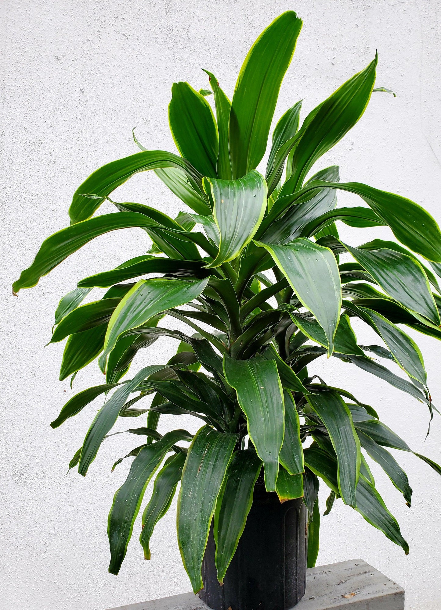Dracaena Deremensis 27art 27 Bush 19 63d1e6ec 852a 4b27 90de 2244620cbabd from www redcrocus com
