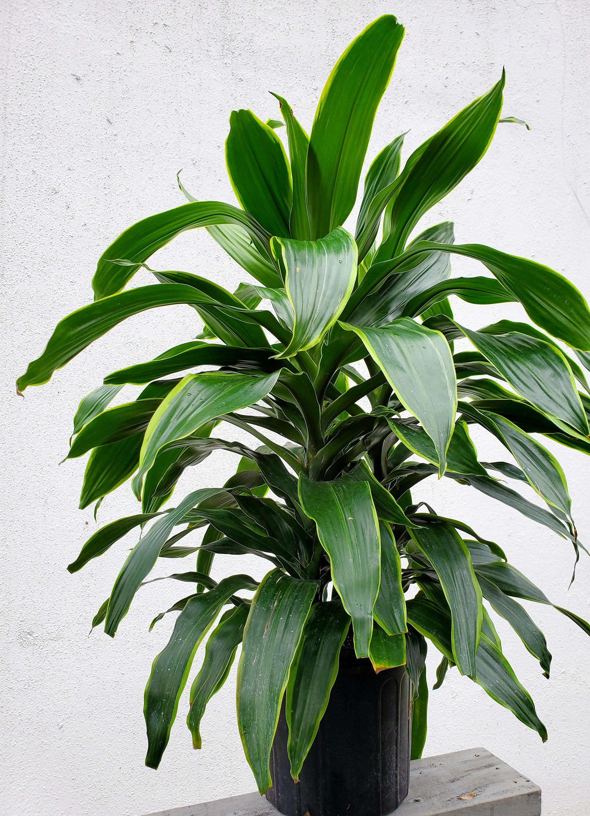 Dracaena Deremensis 27art 27 Bush 19 63d1e6ec 852a 4b27 90de 2244620cbabd from www redcrocus com