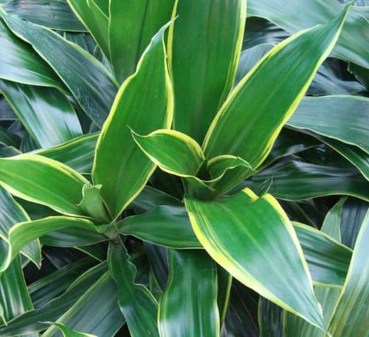 Dracaena Deremensis 27art 27 Bush 1 B6d2d779 Bac2 4040 880b 025d7c4bf740 from www redcrocus com