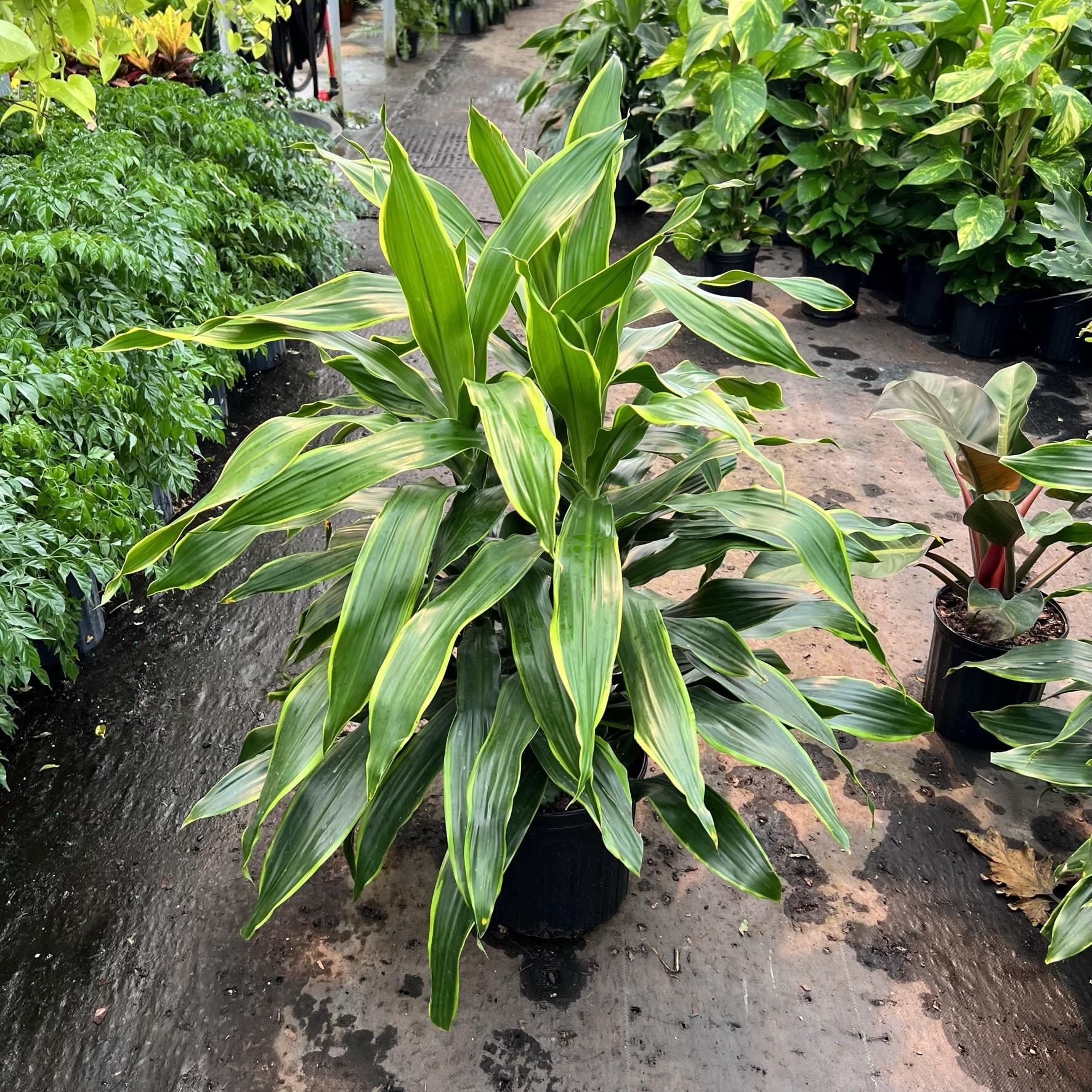 Dracaena Deremensis 'art' Bush - View 20 from www redcrocus com