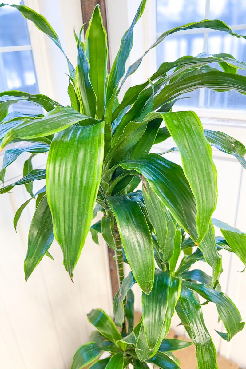 Dracaena Deremensis 27art 27 Bush 21 E306b239 1a52 4db9 Bd40 140e04fcb545 from www redcrocus com