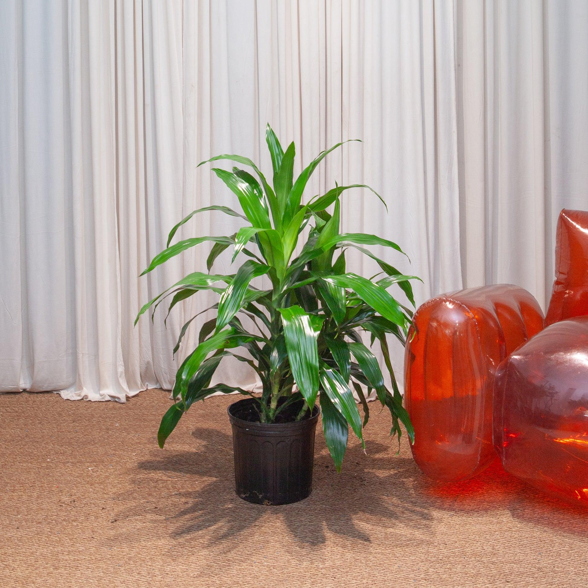 Dracaena Deremensis 'art' Bush - View 23 from www redcrocus com