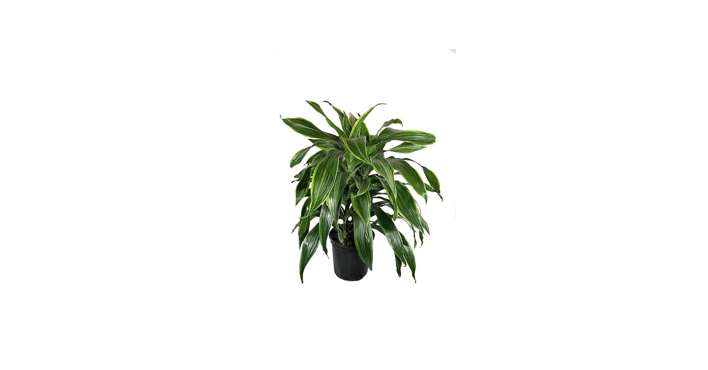 Dracaena Deremensis 'art' Bush - View 25 from www redcrocus com