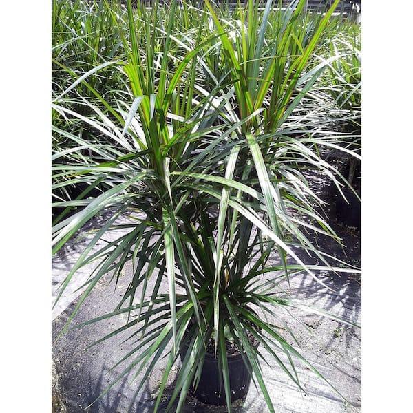 Dracaena Deremensis 'art' Bush - View 26 from www redcrocus com
