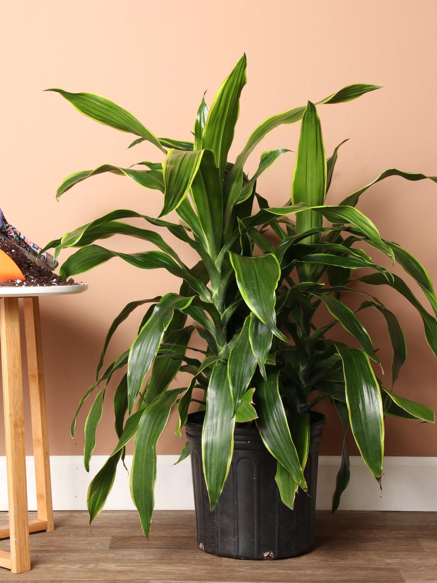 Dracaena Deremensis 27art 27 Bush 27 689871ba 188b 4040 9df7 E838d5a5037b from www redcrocus com