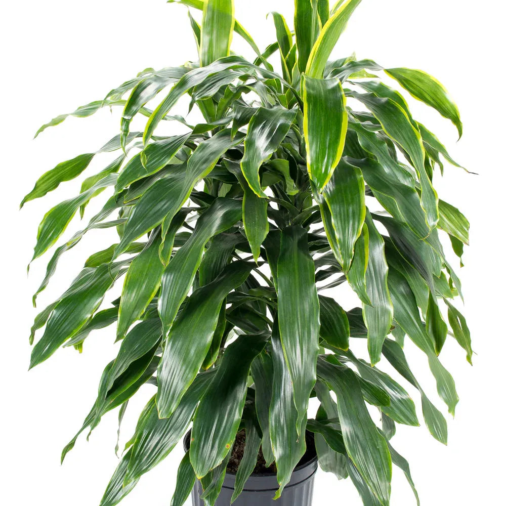 Dracaena Deremensis 'art' Bush - View 27 from www redcrocus com