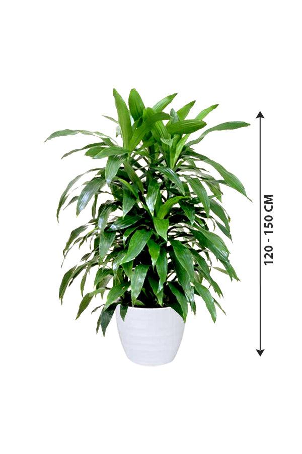 Dracaena Deremensis 27art 27 Bush 28 2a95e9a4 142d 4f05 9648 9061350931a9 from www redcrocus com