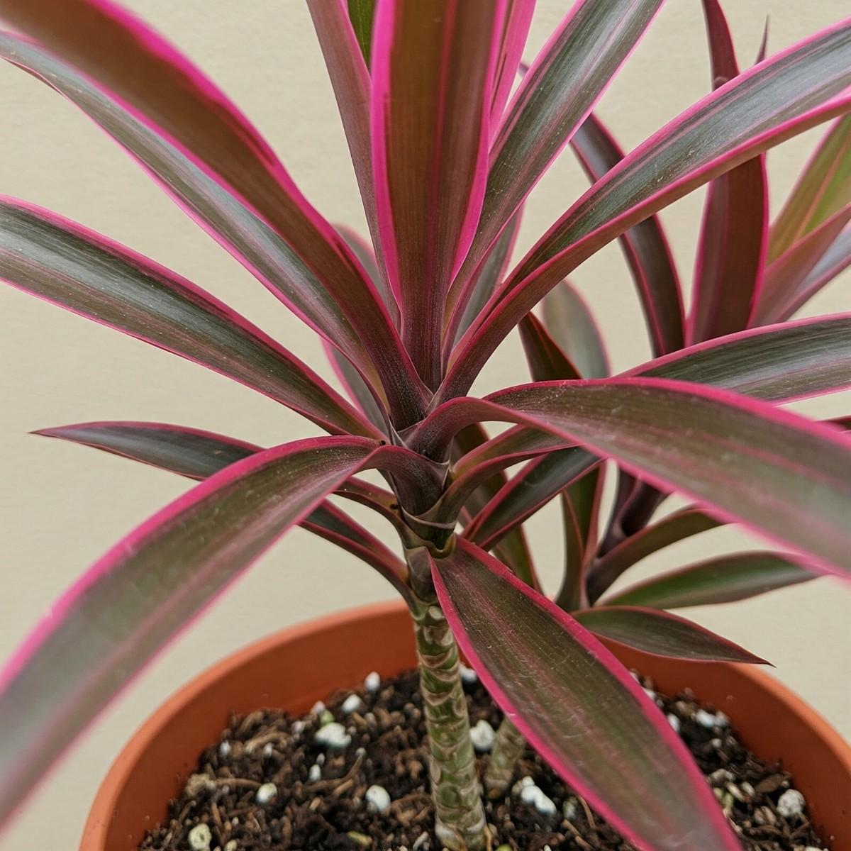 Dracaena Deremensis 'art' Bush - View 28 from www redcrocus com