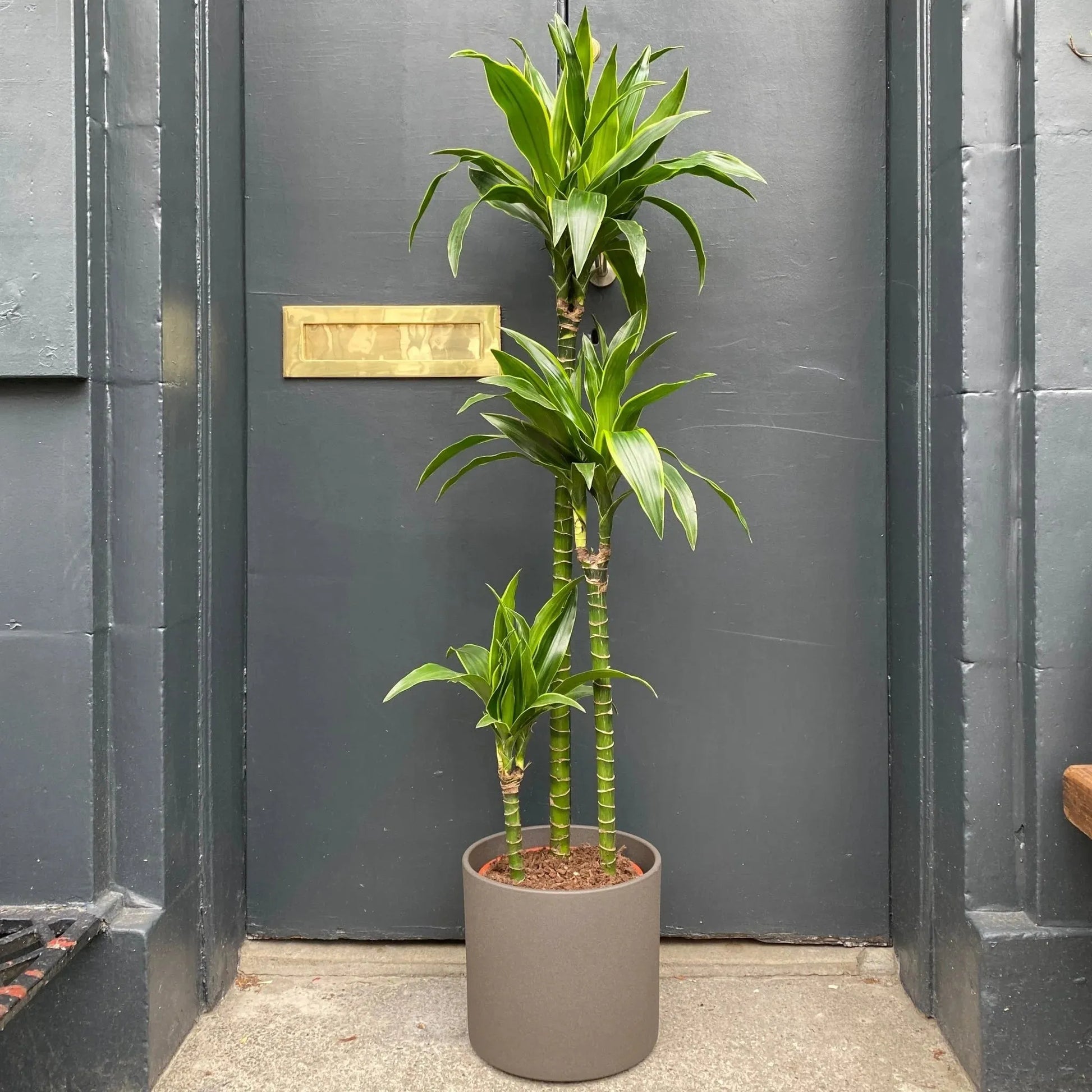 Dracaena Deremensis 'art' Bush - View 31 from www redcrocus com