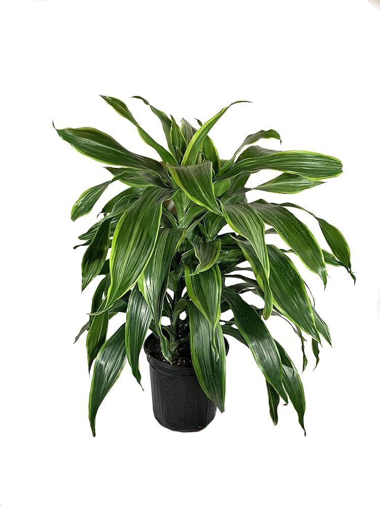 Dracaena Deremensis 'art' Bush - View 33 from www redcrocus com