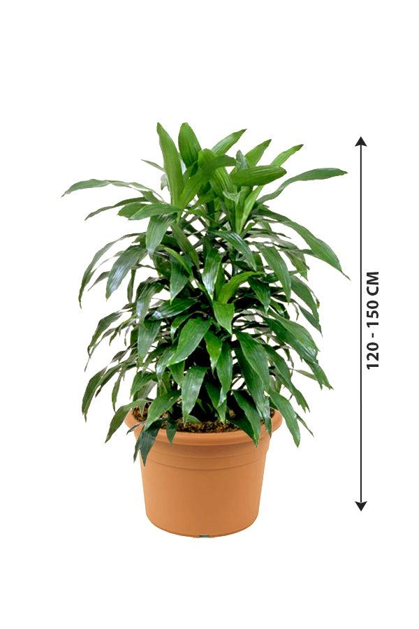 Dracaena Deremensis 'art' Bush - View 35 from www redcrocus com