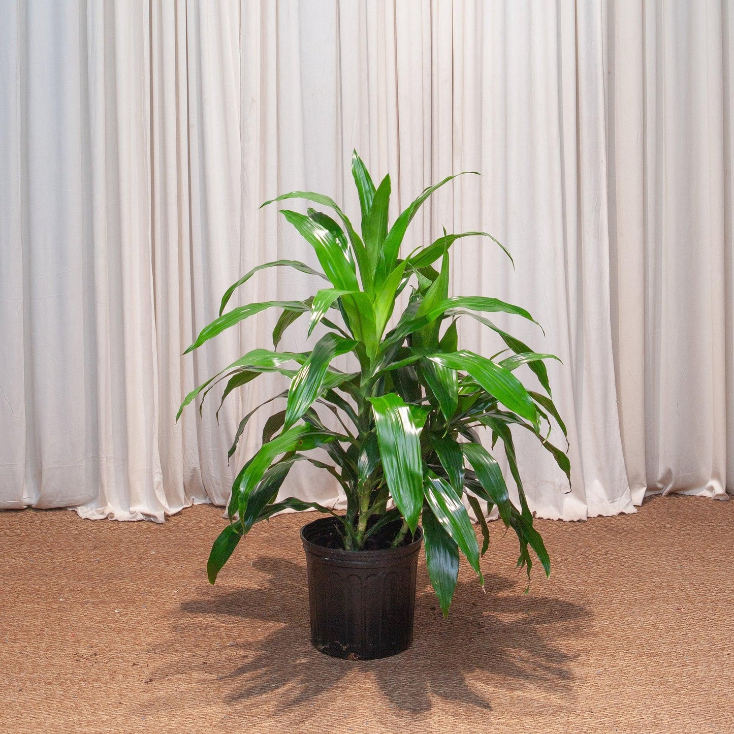 Dracaena Deremensis 'art' Bush - View 36 from www redcrocus com