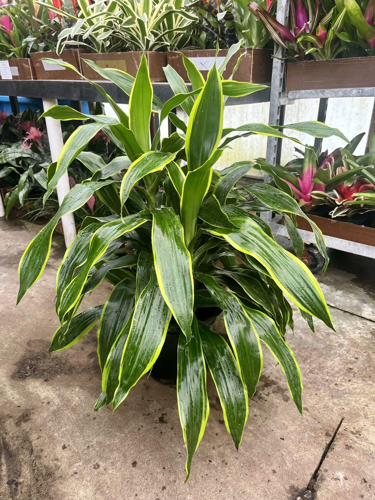 Dracaena Deremensis 'art' Bush - View 5 from www redcrocus com