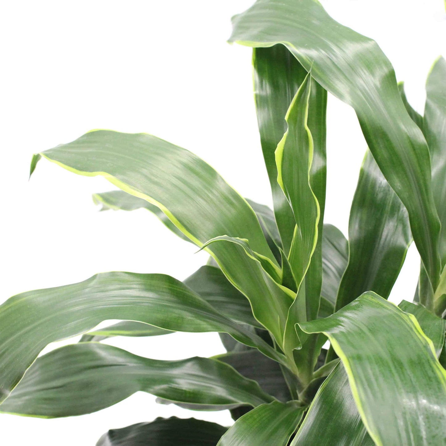 Dracaena Deremensis 'art' Bush - View 7 from www redcrocus com