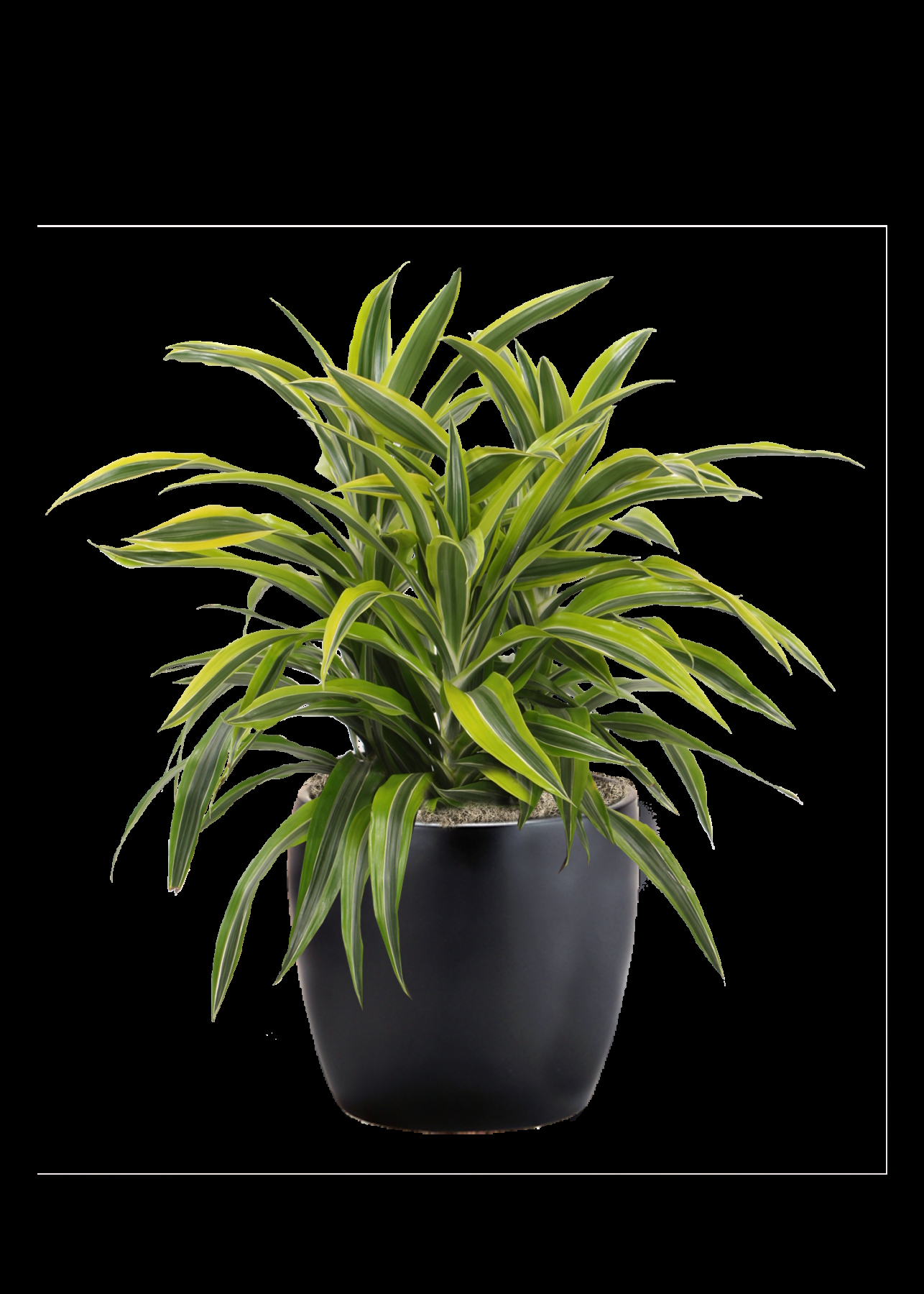 Dracaena Deremensis 'art' Bush - View 8 from www redcrocus com