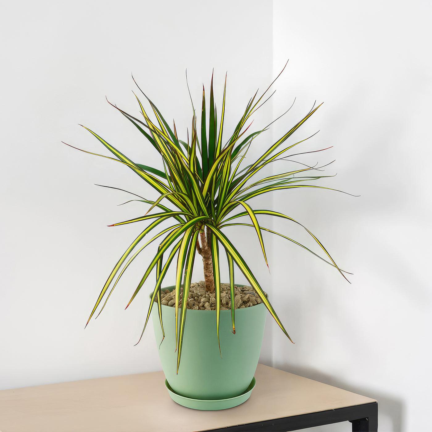 Dracaena Marginata 'kiwi' Braid - View 12 from www redcrocus com