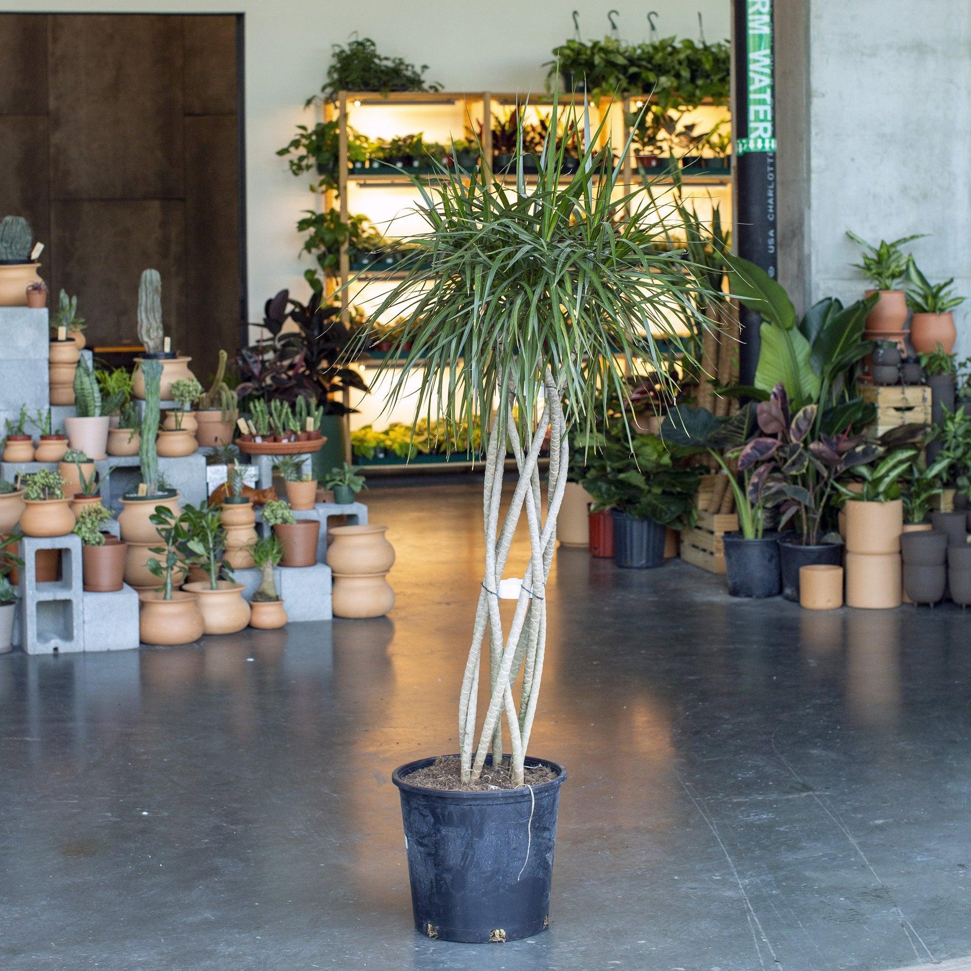 Dracaena Marginata 'kiwi' Braid - View 13 from www redcrocus com