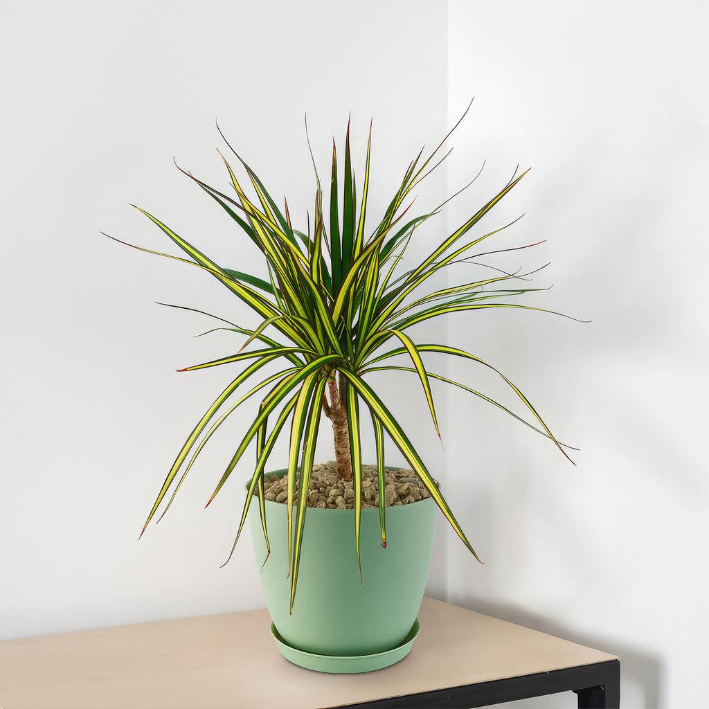 Dracaena Marginata 'kiwi' Braid - View 15 from www redcrocus com