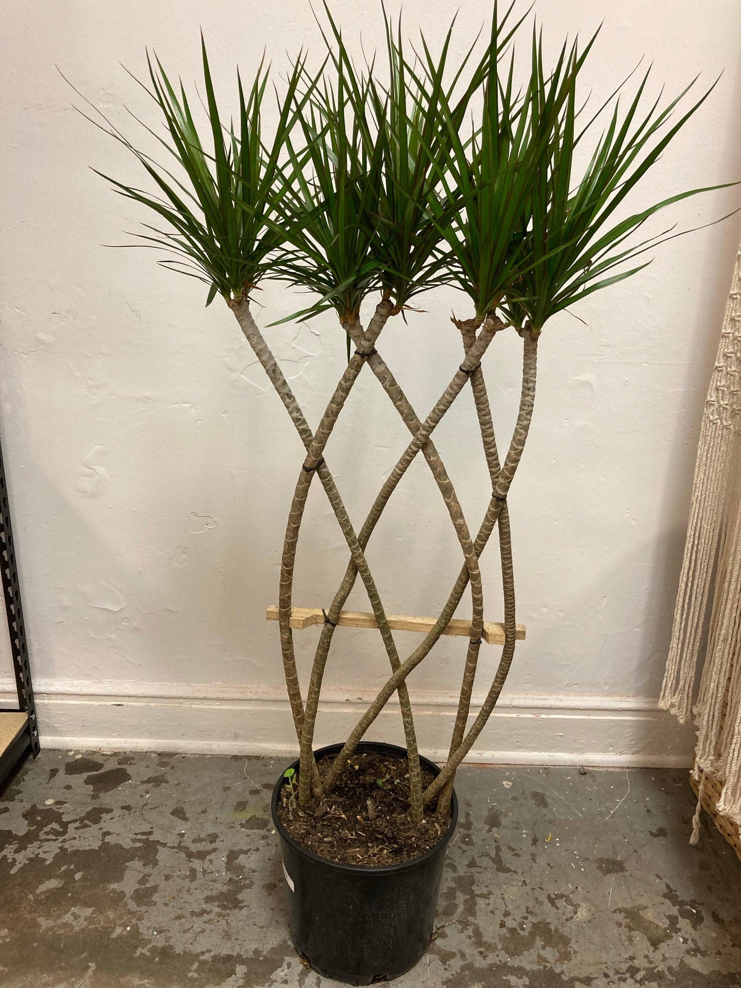 Dracaena Marginata 'kiwi' Braid - View 16 from www redcrocus com