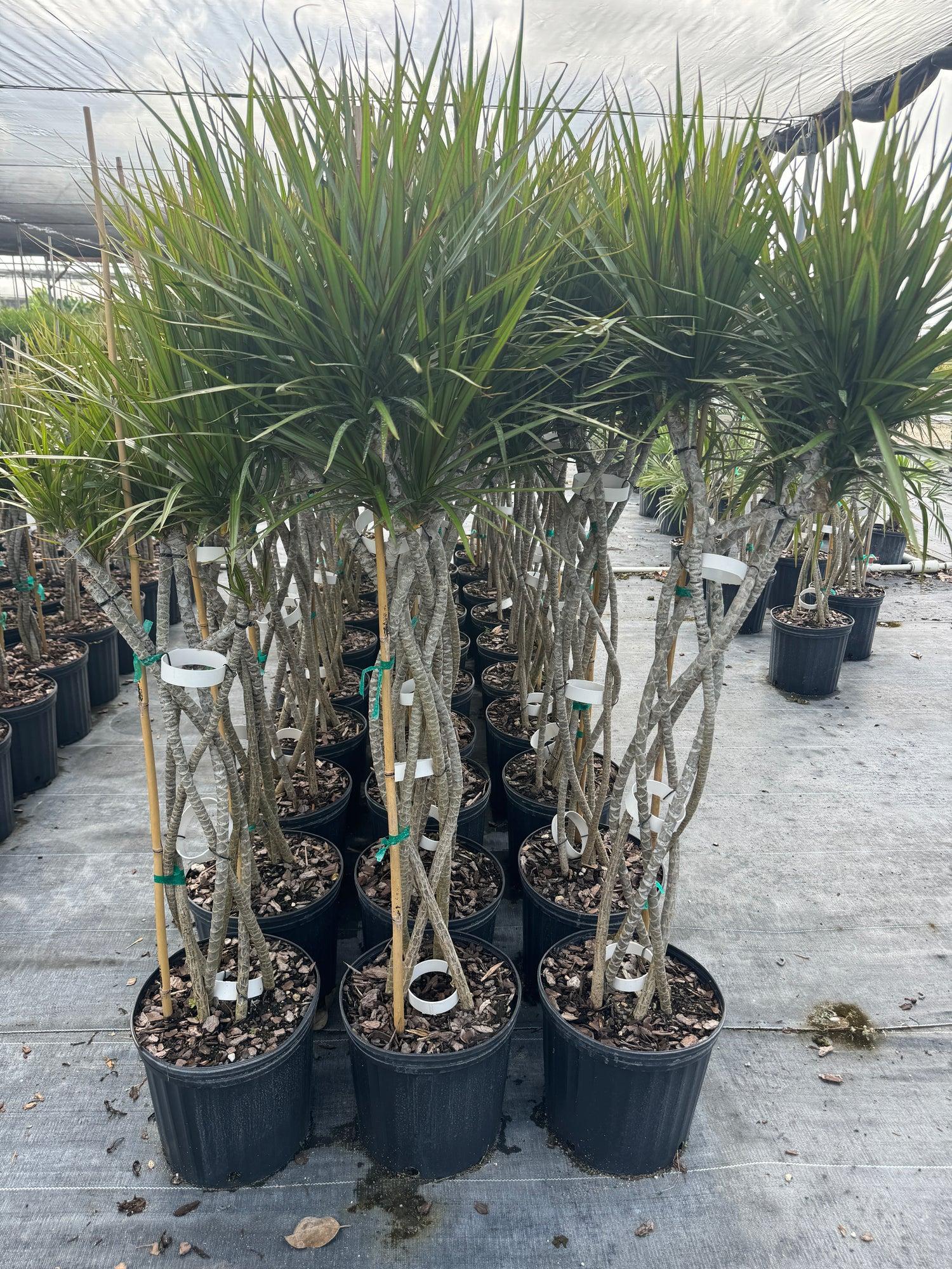 Dracaena Marginata 'kiwi' Braid - View 18 from www redcrocus com