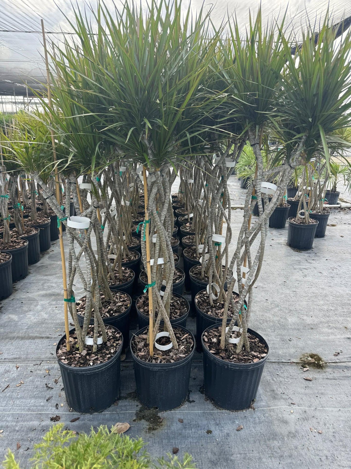 Dracaena Marginata 'kiwi' Braid - View 20 from www redcrocus com